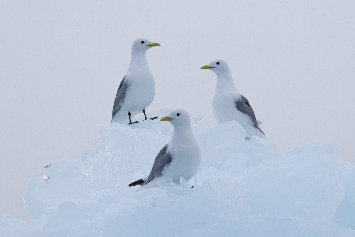 Моевка - ML646519243