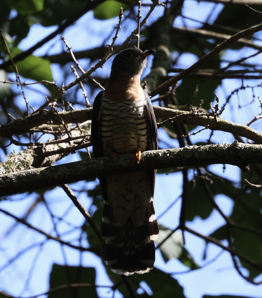 Einsiedlerkuckuck - ML646519244