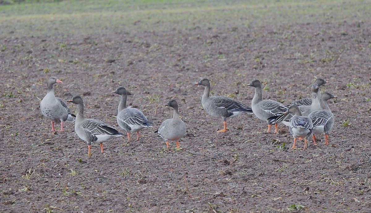 Tundra Bean-Goose - ML646519245