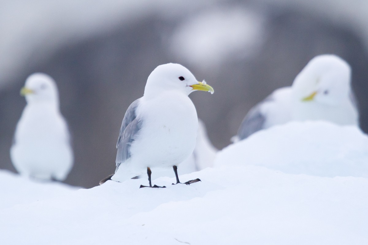 Моевка - ML646519246