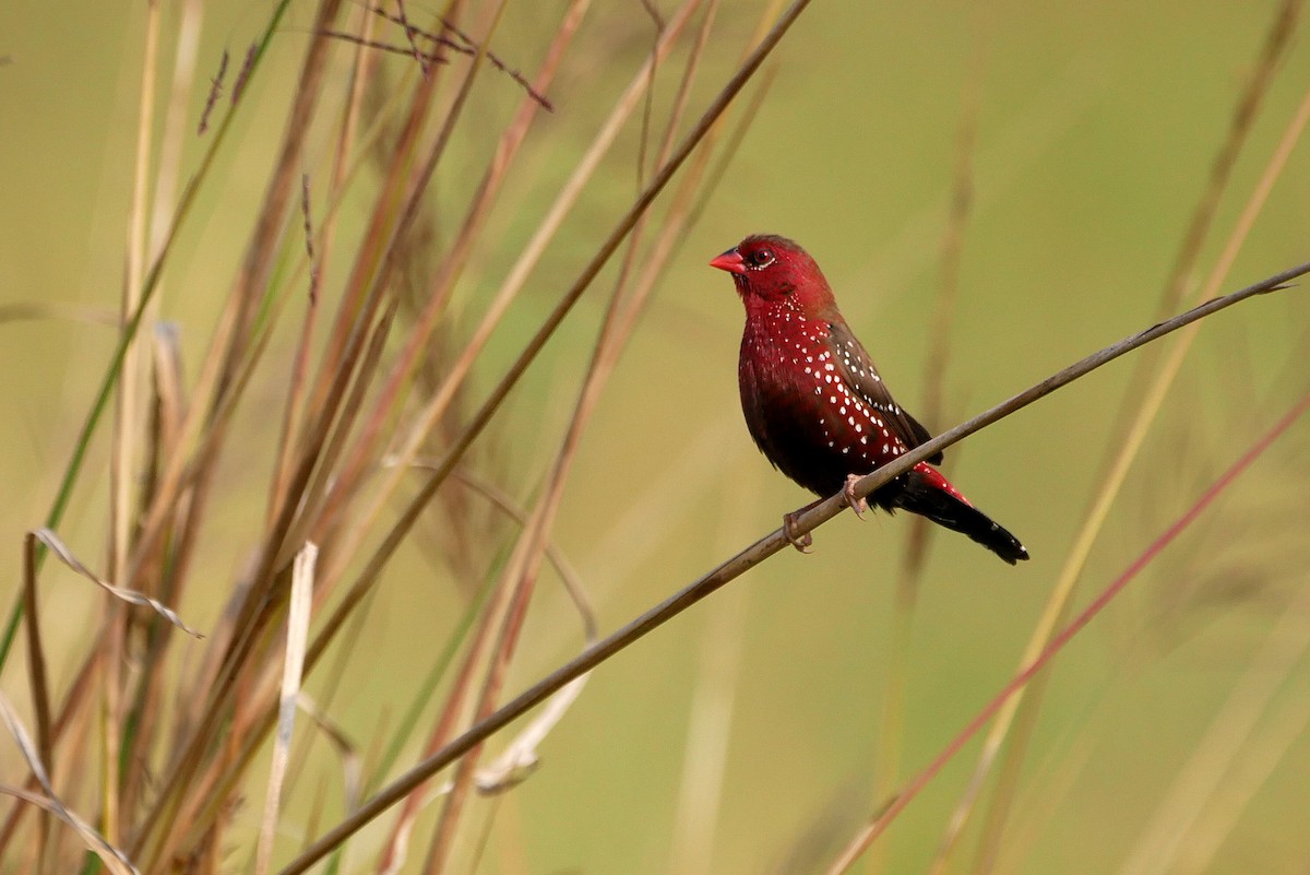 Bengalí Rojo - ML646519247