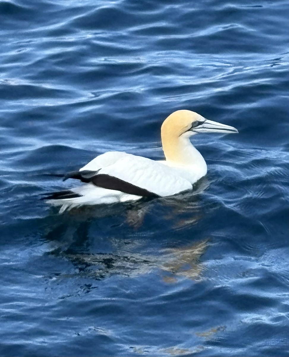 Australasian Gannet - ML646519252