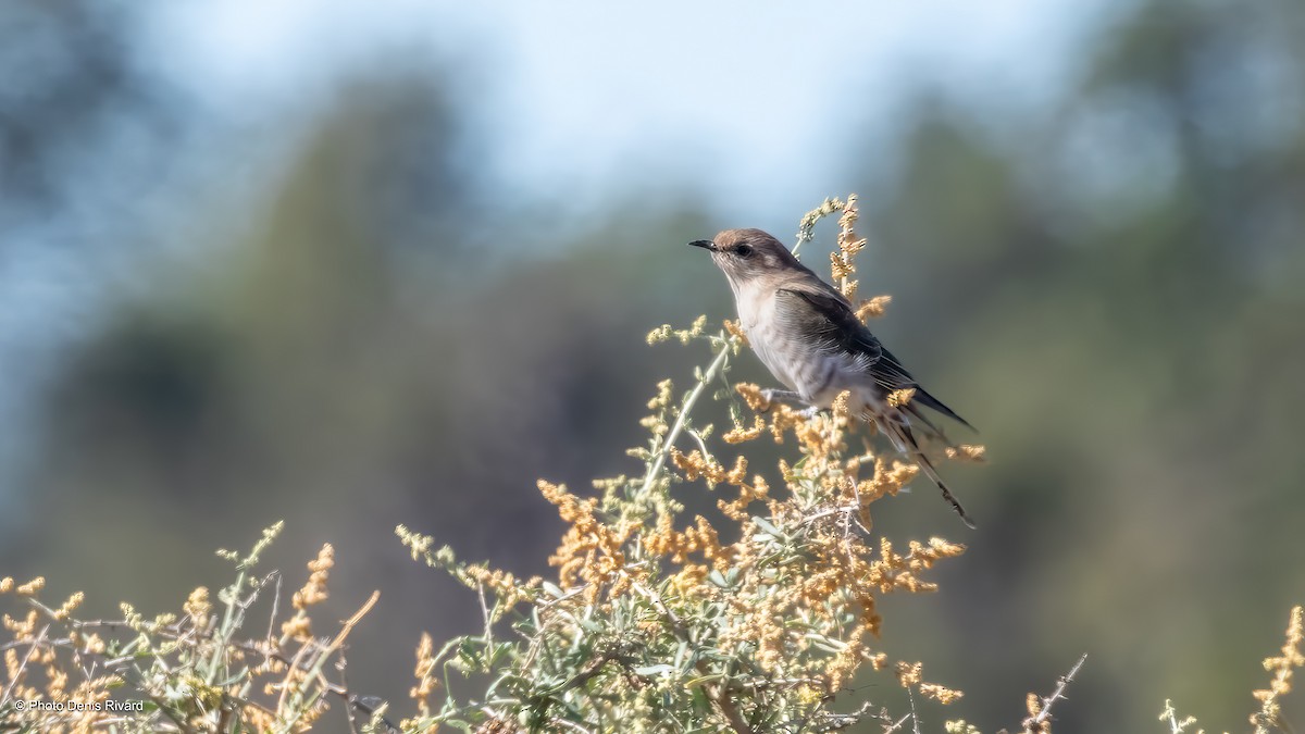 Horsfield's Bronze-Cuckoo - ML646519253