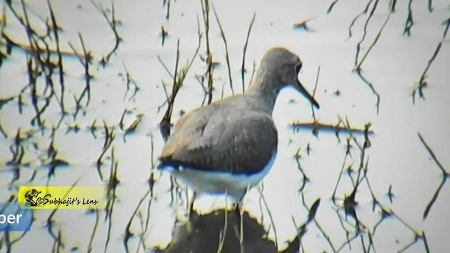 Green Sandpiper - ML646519254