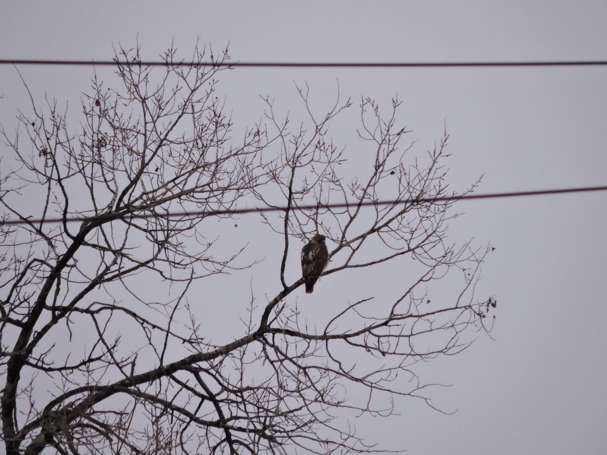 Red-tailed Hawk (borealis) - ML646519259