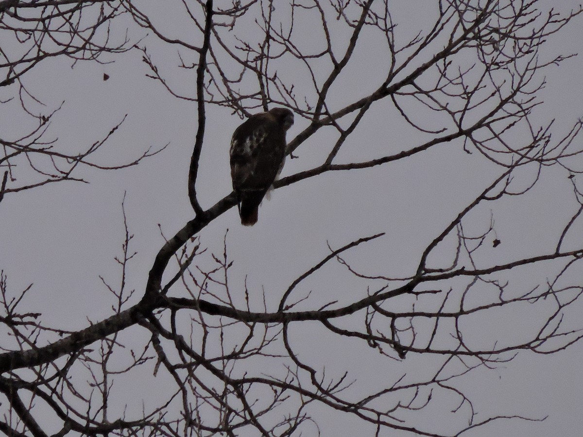 Red-tailed Hawk (borealis) - ML646519262
