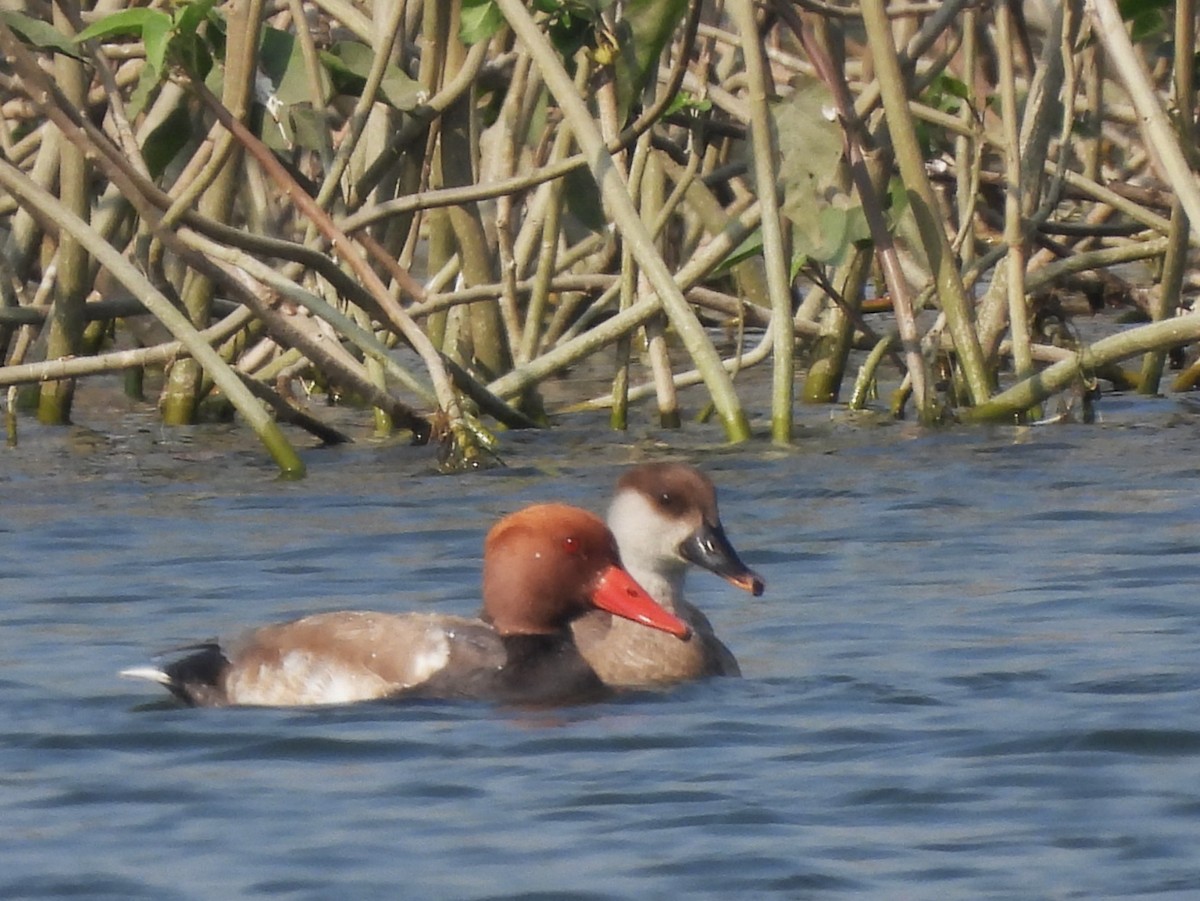 アカハシハジロ - ML646519269