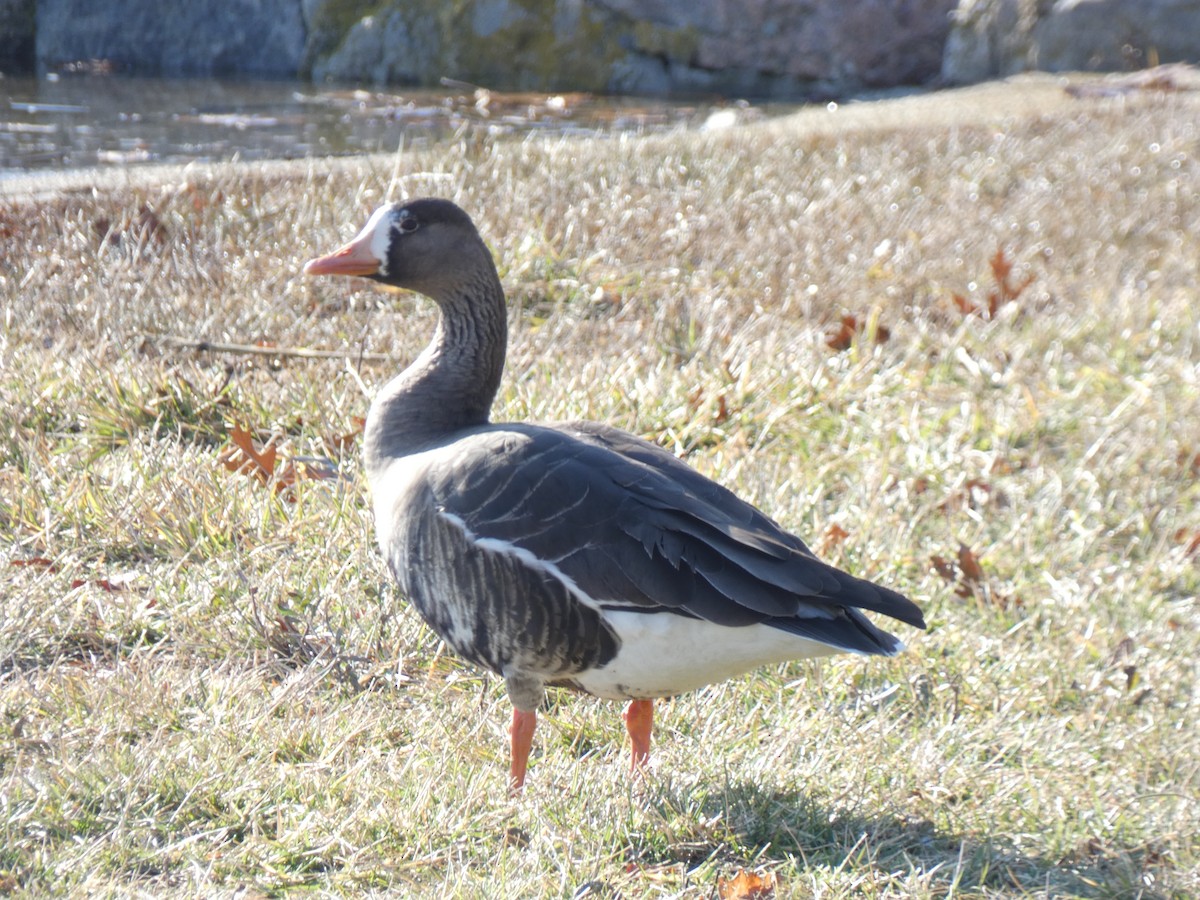 Greater White-fronted Goose - ML646519278
