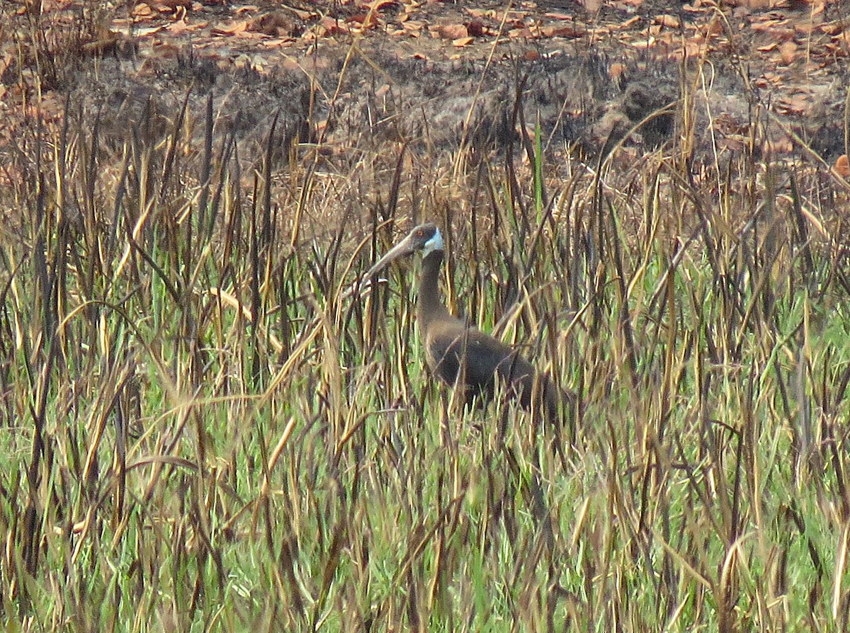 ibis běloramenný - ML646519284