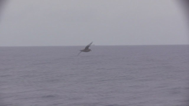 Murphy's Petrel - ML646519285