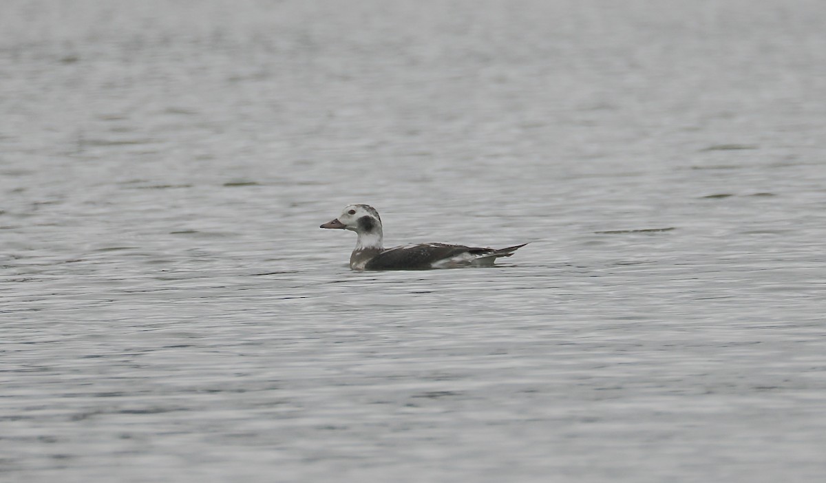 Long-tailed Duck - ML646519287