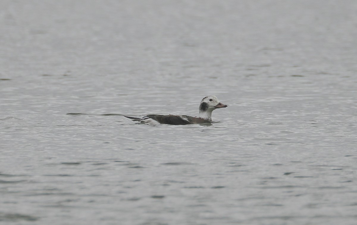 Long-tailed Duck - ML646519291