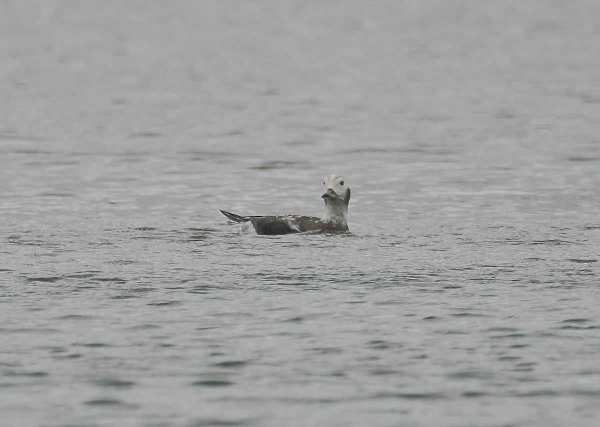 Long-tailed Duck - ML646519298