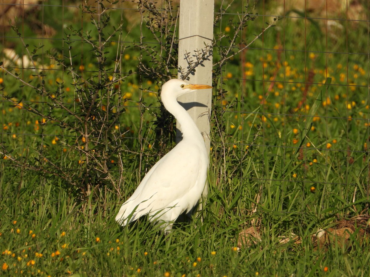 Western Cattle-Egret - ML646519299
