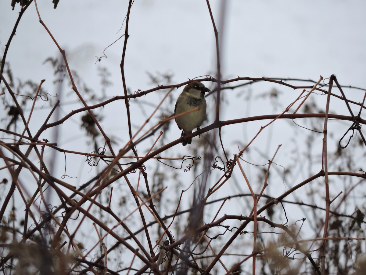 House Sparrow - ML646519300