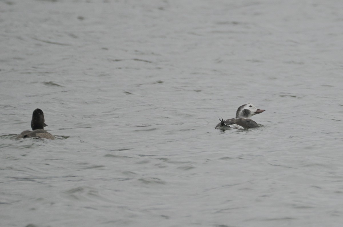 Long-tailed Duck - ML646519303