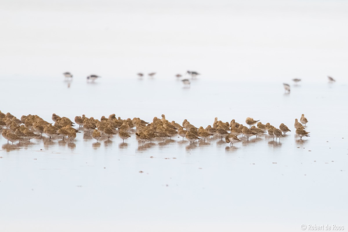 kulík zlatý - ML646519308