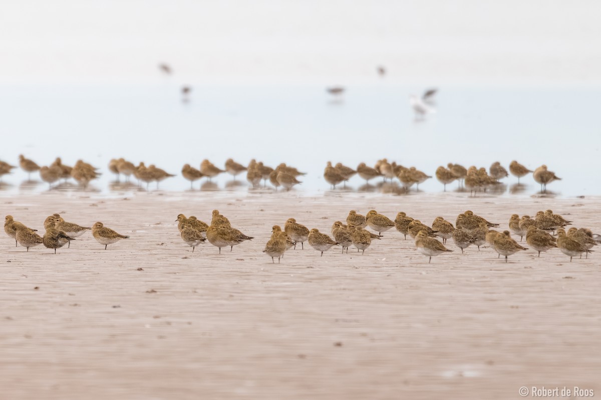 kulík zlatý - ML646519309