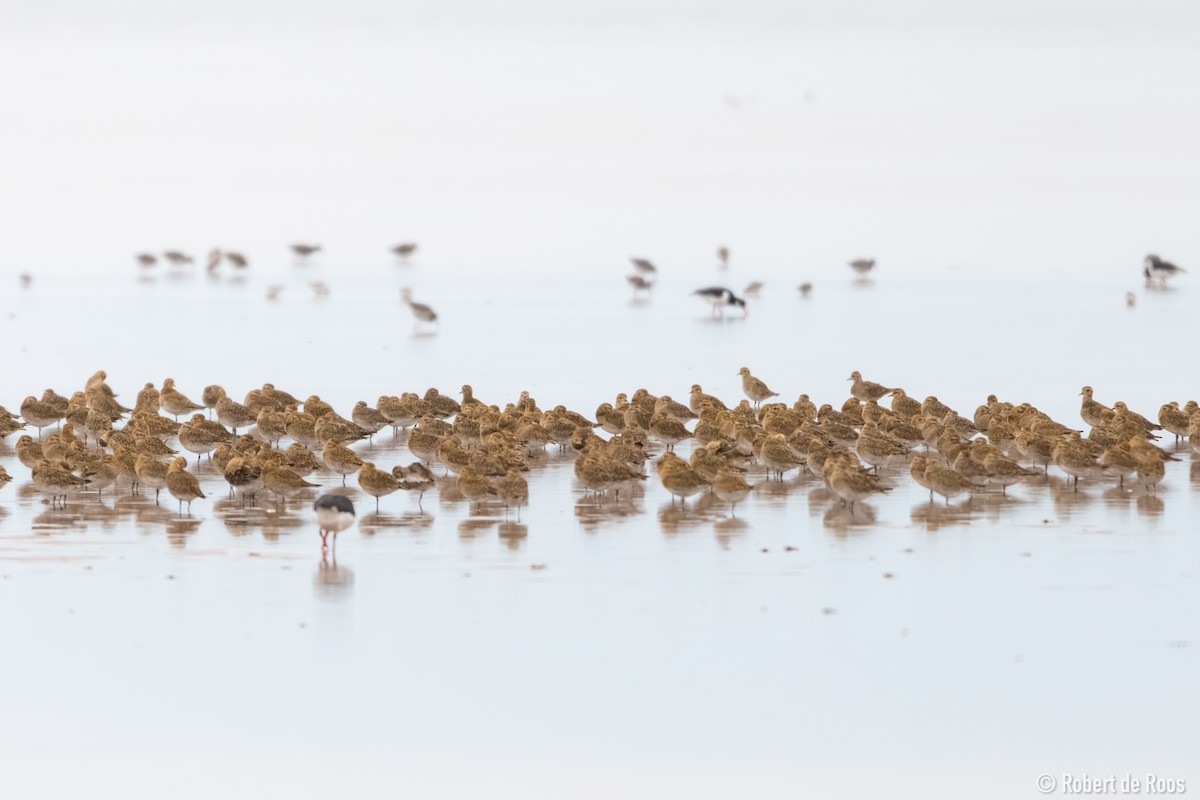 kulík zlatý - ML646519310