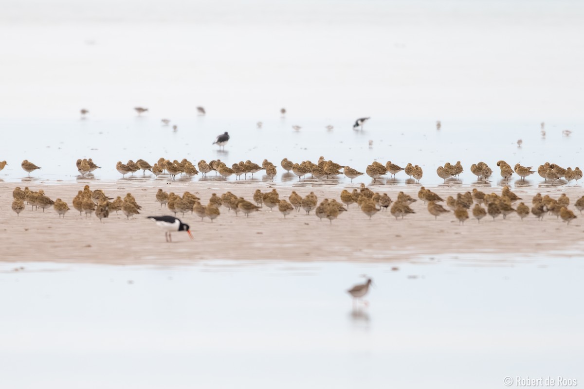 kulík zlatý - ML646519311