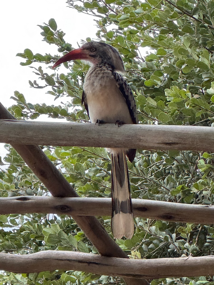 Toco Piquirrojo Sureño - ML646519312