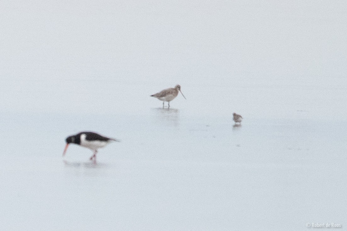 břehouš rudý - ML646519315