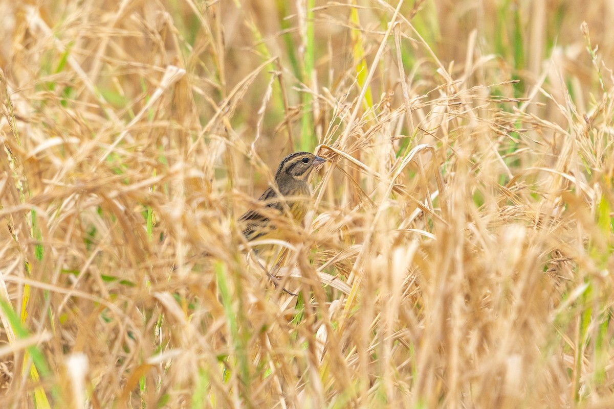 strnad obojkový - ML646519316