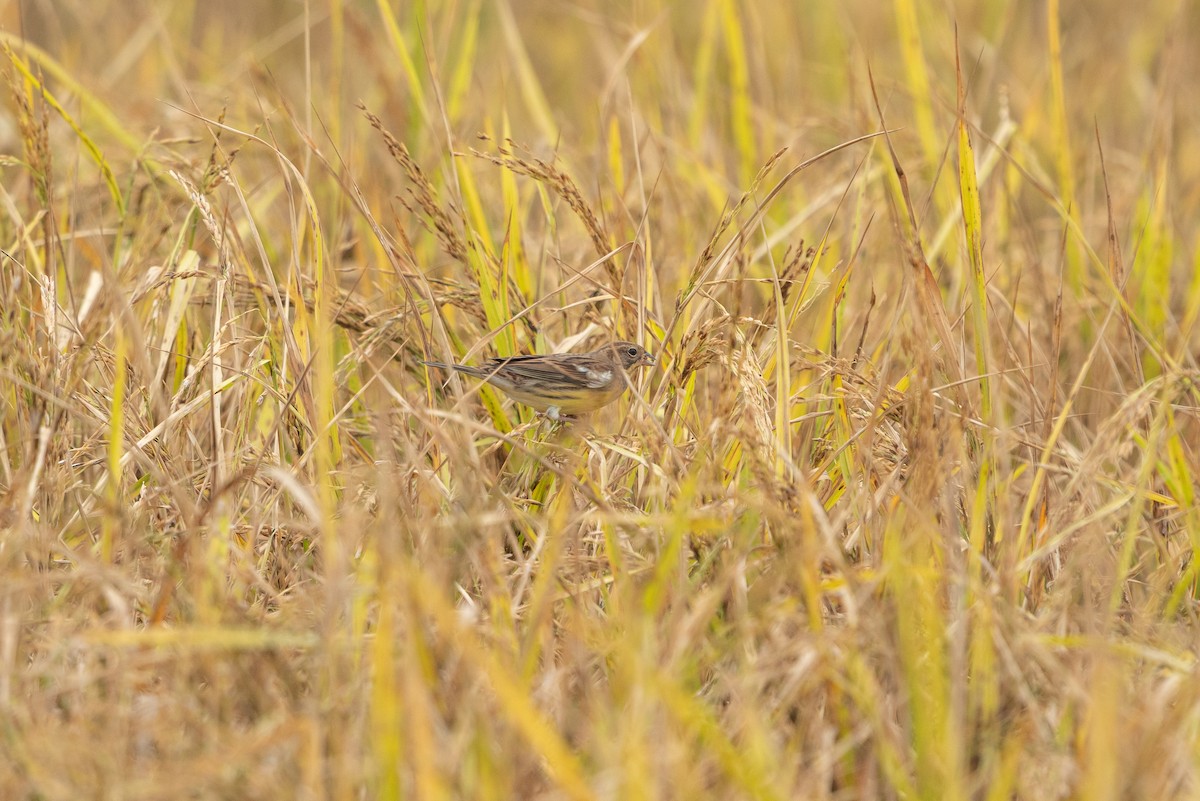 strnad obojkový - ML646519317