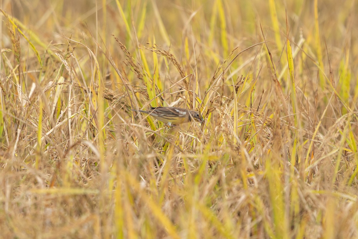 strnad obojkový - ML646519318