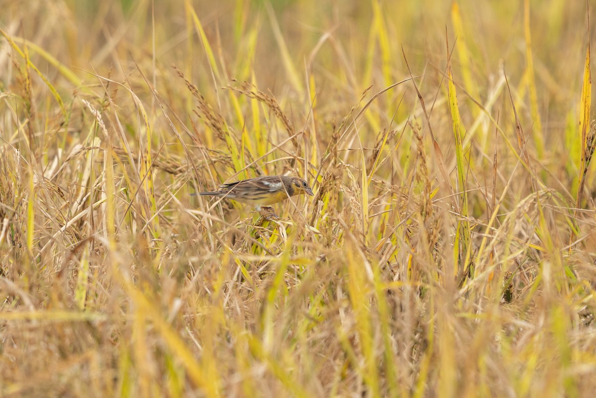 strnad obojkový - ML646519319
