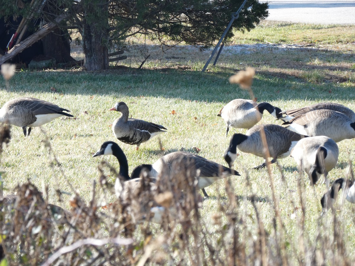 Greater White-fronted Goose - ML646519320