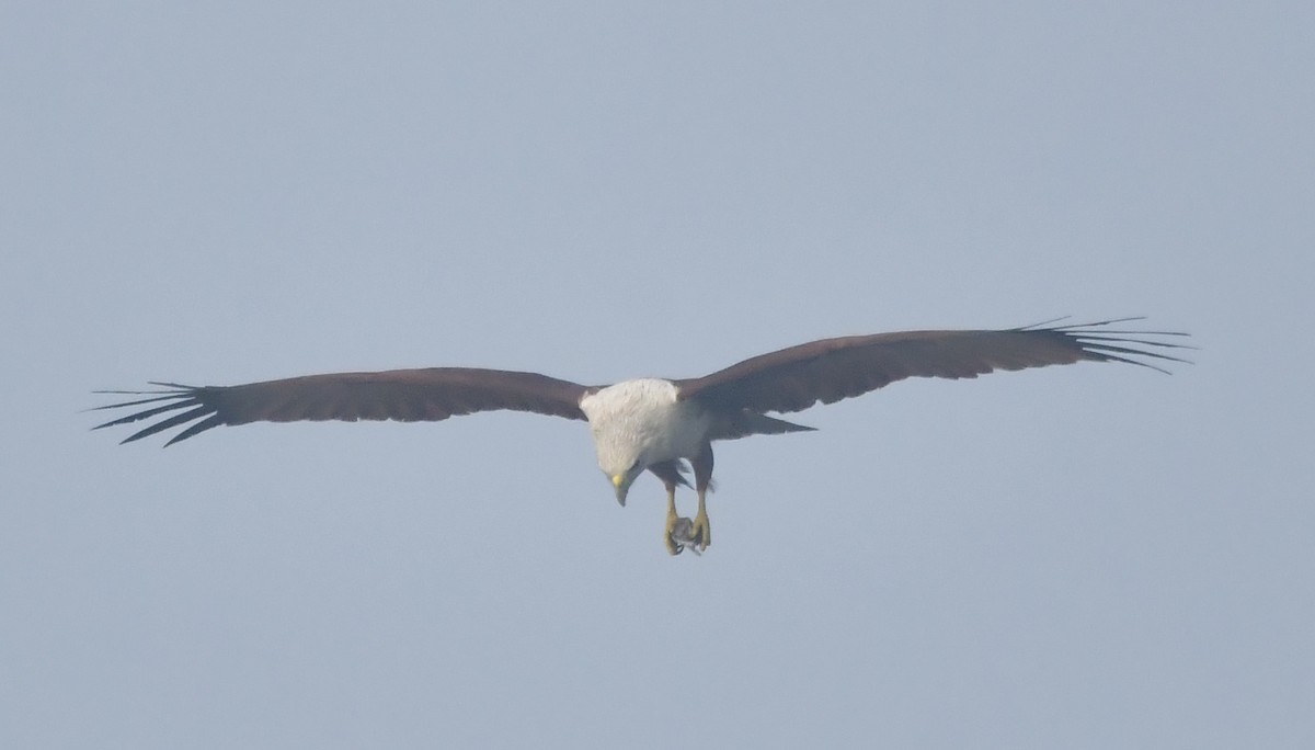 Brahminy Kite - ML646519321