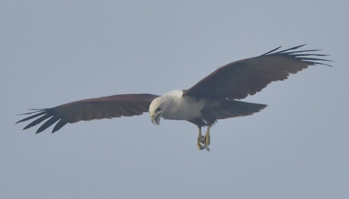 Brahminy Kite - ML646519322