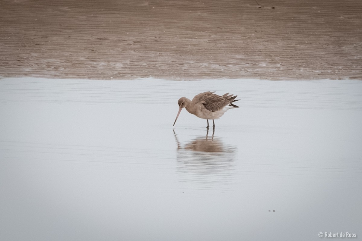 břehouš černoocasý - ML646519323
