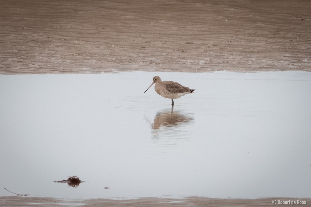 břehouš černoocasý - ML646519324