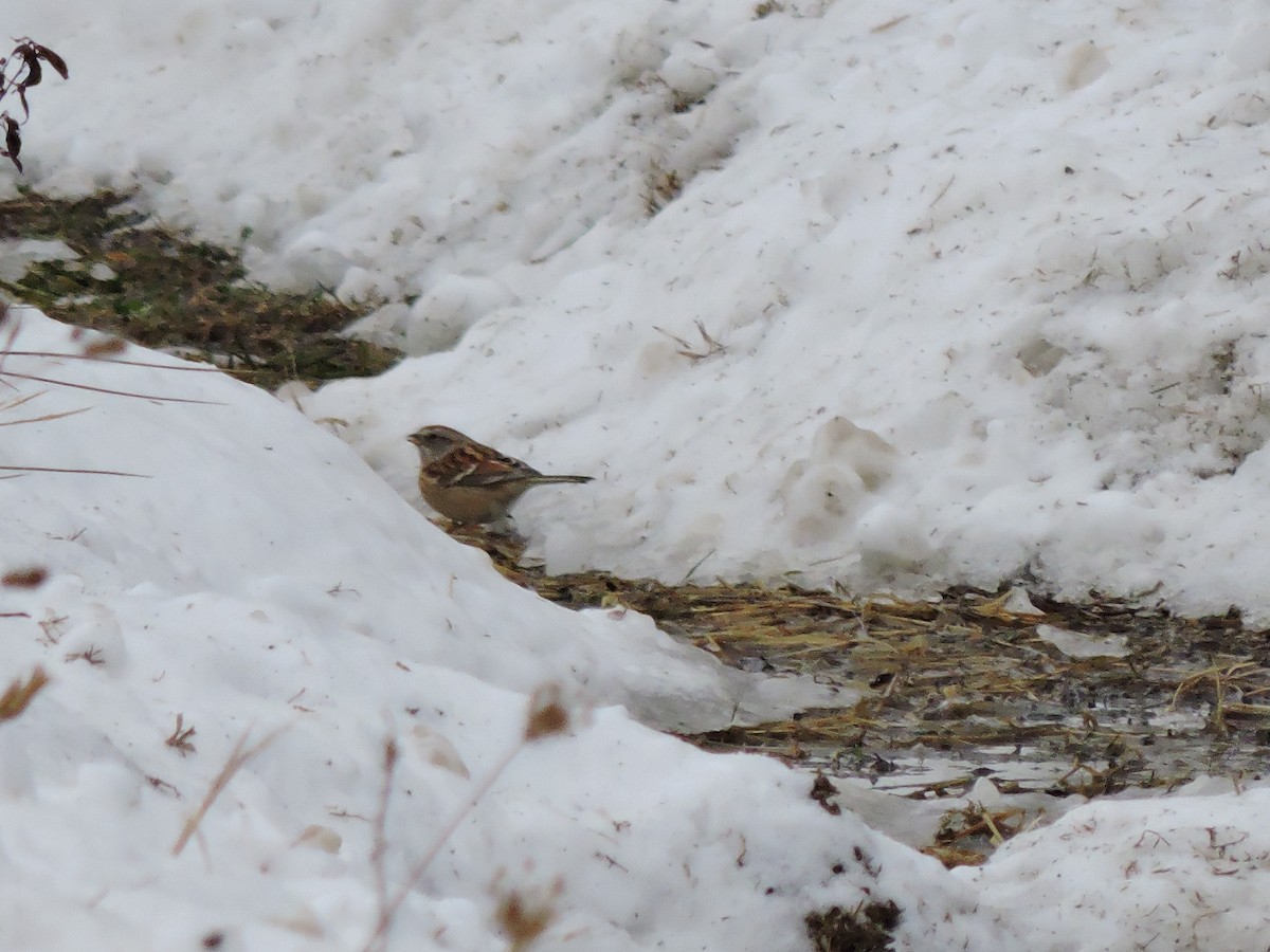 American Tree Sparrow - ML646519325