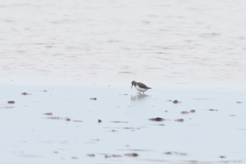 vodouš kropenatý - ML646519326