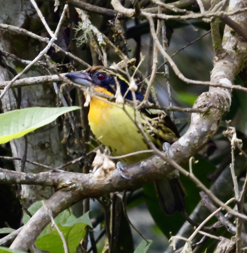 Gilded Barbet - ML646519327