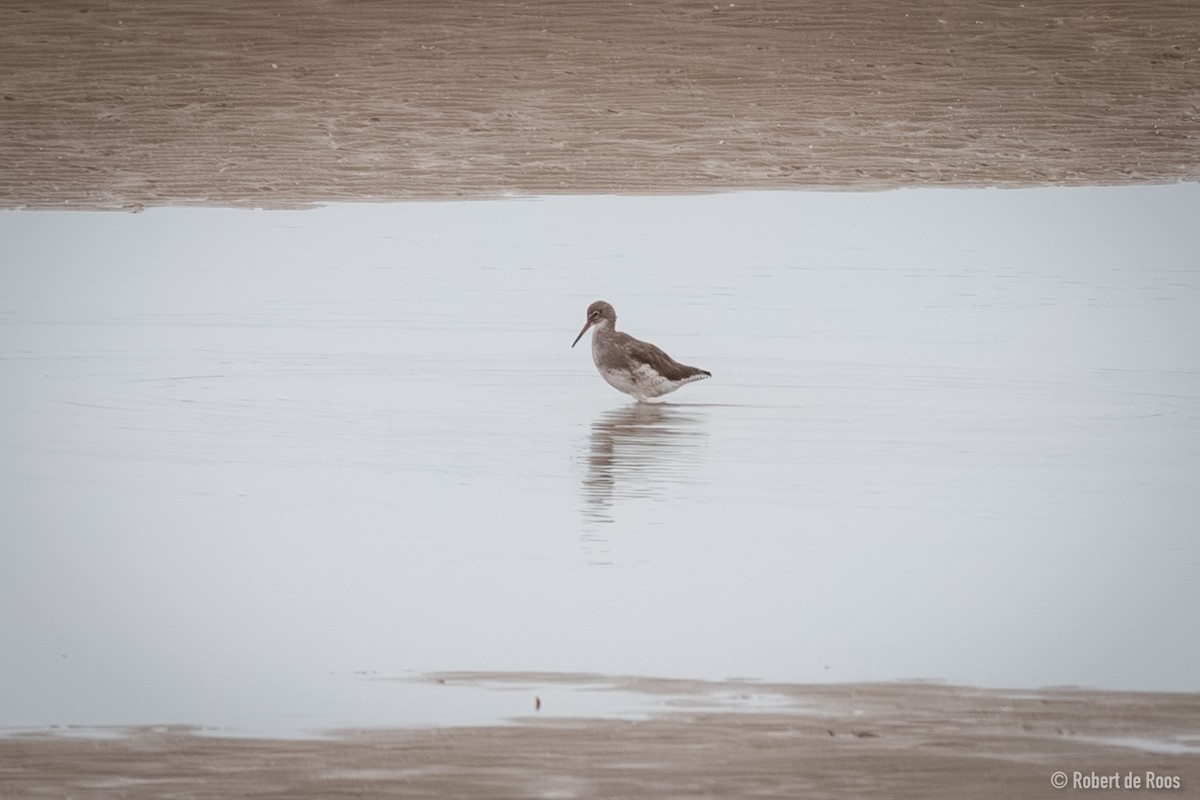 vodouš rudonohý - ML646519329