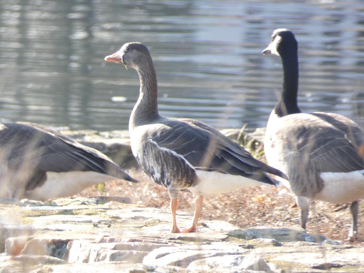 Greater White-fronted Goose - ML646519330
