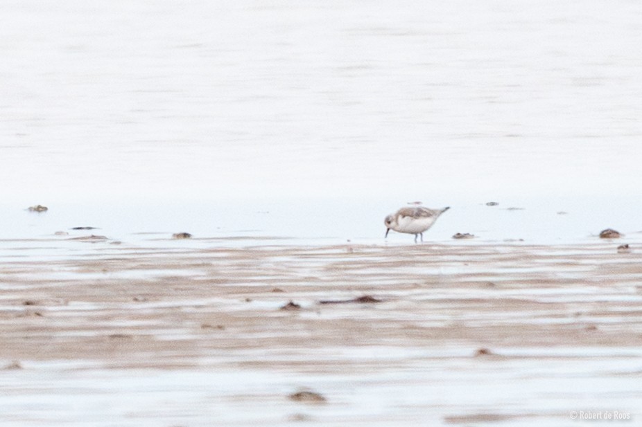 jespák písečný - ML646519334