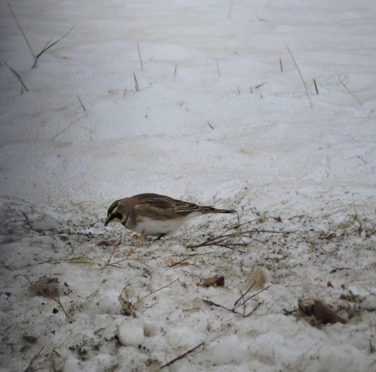 Horned Lark - ML646519335