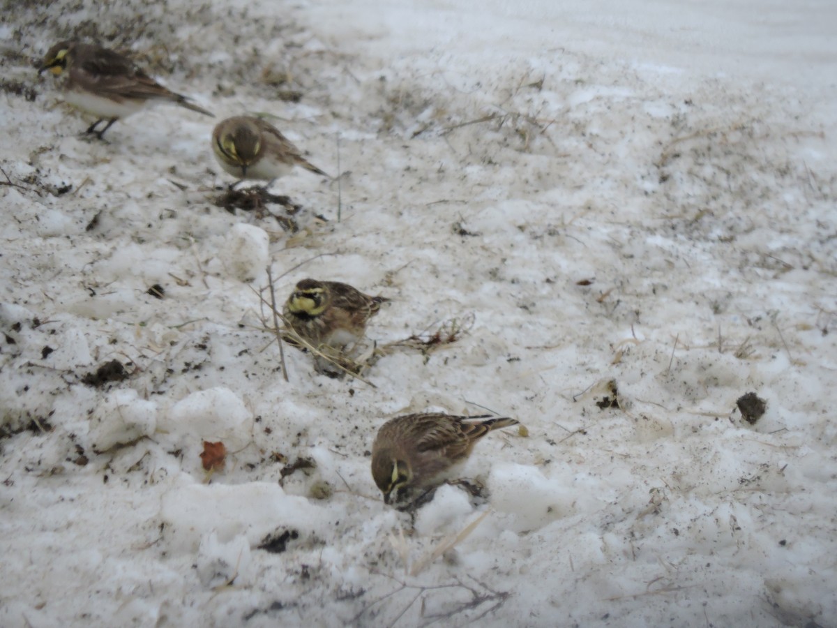 Horned Lark - ML646519336