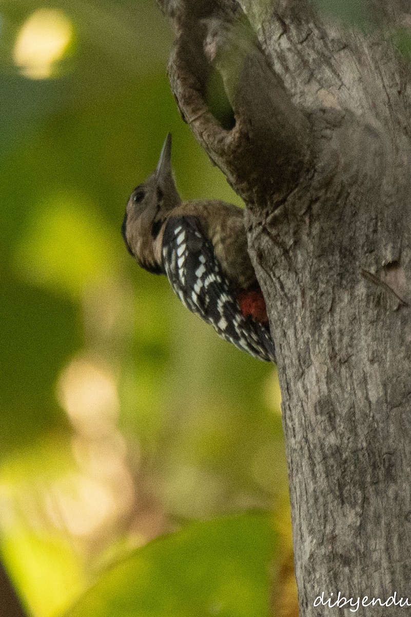 Fulvous-breasted Woodpecker - ML646519337