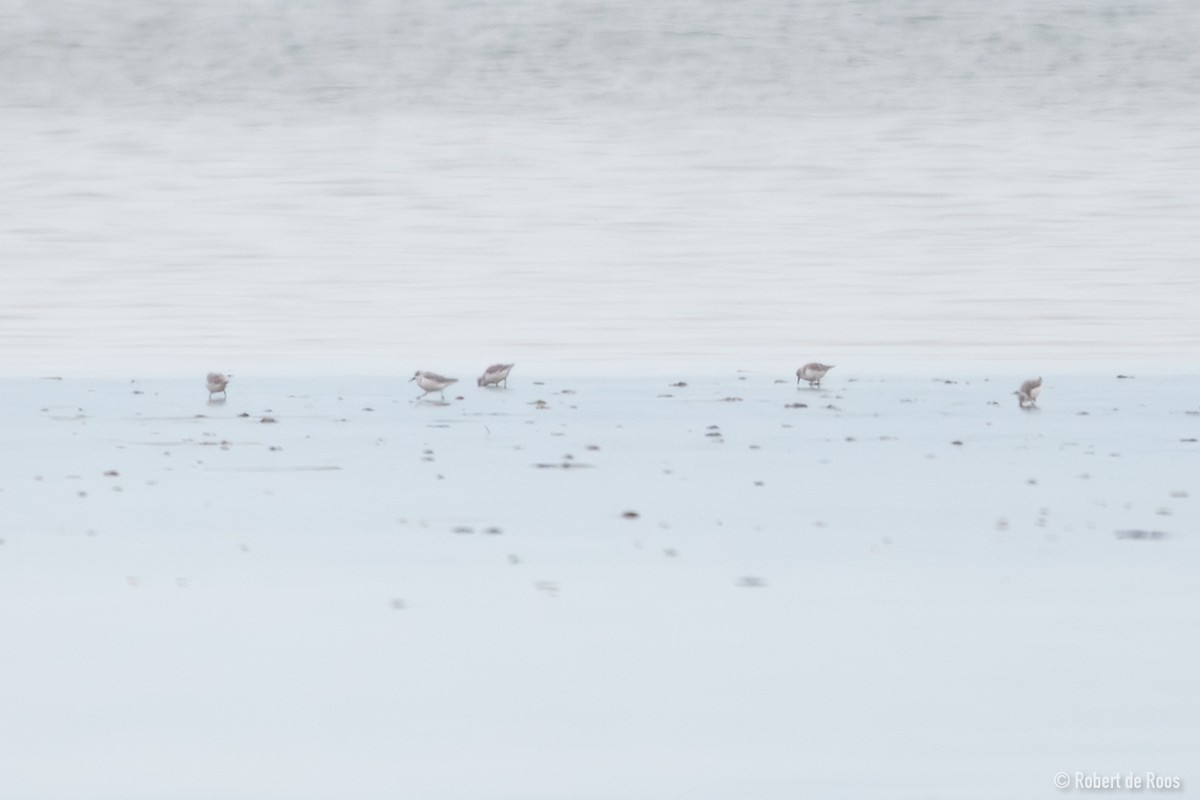 jespák písečný - ML646519339