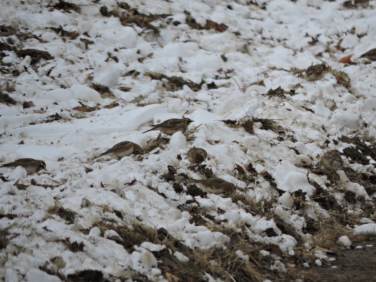 Horned Lark - ML646519340