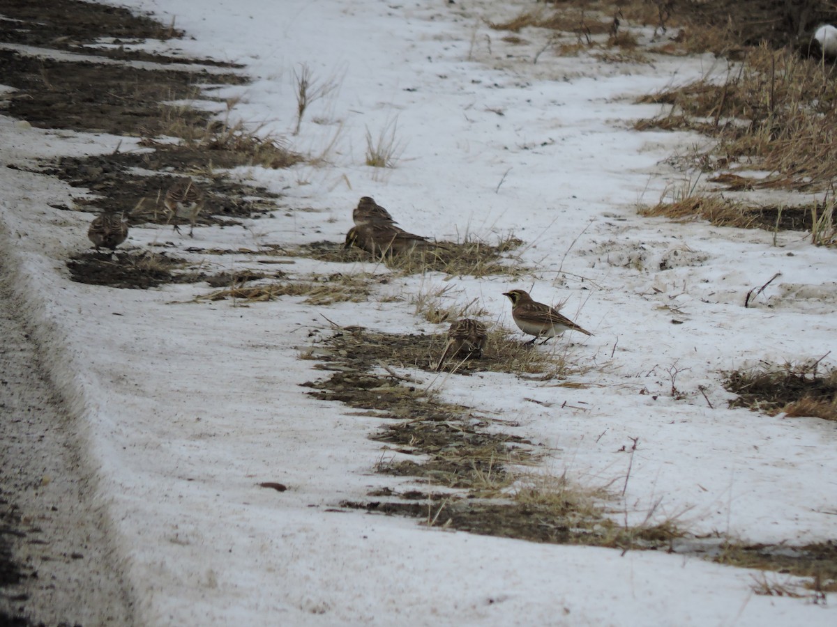 Horned Lark - ML646519341