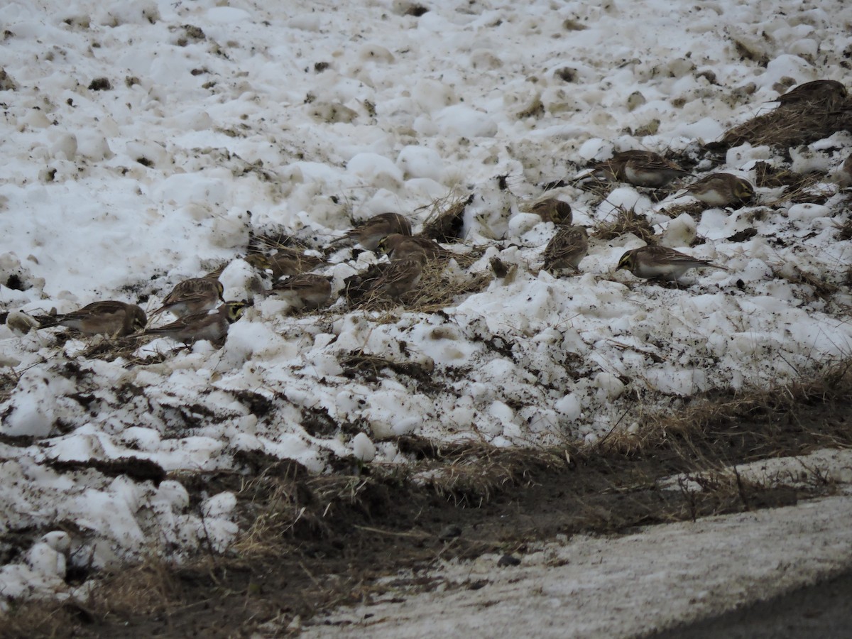 Horned Lark - ML646519342