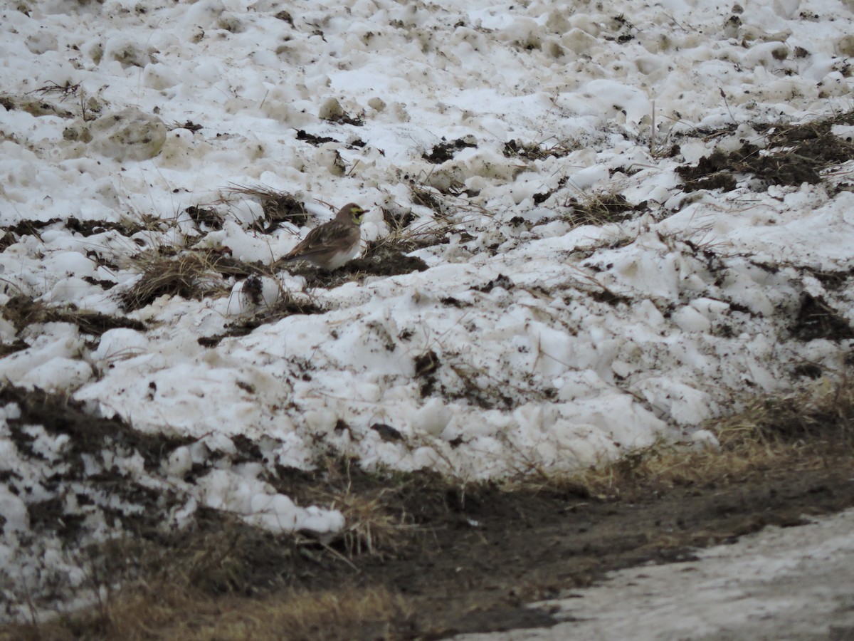 Horned Lark - ML646519343