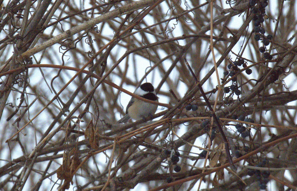 アメリカコガラ - ML646519347